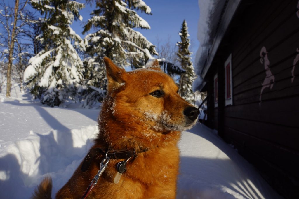 Fjällstuga att hyra med hund nära vandringsleder och skidspår i Storhogna.